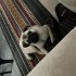 1 yaşında dişi pug fotoğraf