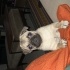 1 yaşında dişi pug fotoğraf