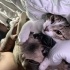 1 yaşında dişi pug fotoğraf