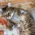 Engelli incir kızımız ömürlük yuvasını bekliyor fotoğraf