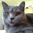 British Shorthair Sahiplendirme fotoğraf