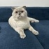 2 YAŞINDA BRİTİSH SHORTHAİR ERKEK KEDİ YUVA ARIYOR MALATYA İSTANBUL ANKARA