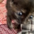 Togepi misty i artiyor fotoğraf