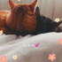 İki kardeş birlikte acil yuva arıyor fotoğraf