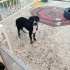 İki buçuk aylık pit ve DOGO melezi erkek yavrular için yuva ariyoruz fotoğraf