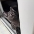 ücretli değildir fotoğraf