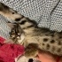 Karamel kızımıza acil ömürlük yuva fotoğraf