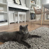habibo looking for new home fotoğraf