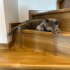 habibo looking for new home fotoğraf