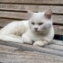 cins kedi sokakta yapamaz fotoğraf