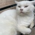 cins kedi sokakta yapamaz fotoğraf