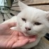 cins kedi sokakta yapamaz fotoğraf