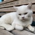 cins kedi sokakta yapamaz fotoğraf