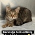 Kör Kedilere Öncelik fotoğraf