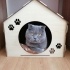 Ücretsiz sahiplenme pofidik British kedi acil yuva fotoğraf