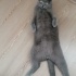 Ücretsiz sahiplenme pofidik British kedi acil yuva fotoğraf