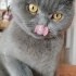 Ücretsiz sahiplenme pofidik British kedi acil yuva fotoğraf