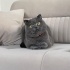 Ücretsiz sahiplenme pofidik British kedi acil yuva fotoğraf