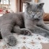 Ücretsiz sahiplenme pofidik British kedi acil yuva fotoğraf