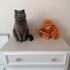 Ücretsiz sahiplenme pofidik British kedi acil yuva fotoğraf