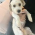 Ücretsiz sahiplenme terrier acil yuva fotoğraf