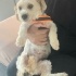 Ücretsiz sahiplenme terrier acil yuva fotoğraf