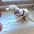 Ücretsiz sahiplenme terrier acil yuva fotoğraf