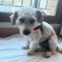 Ücretsiz sahiplenme terrier acil yuva fotoğraf