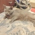 Ücretsiz sahiplenme King British kedi acil yuva fotoğraf