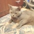 Ücretsiz sahiplenme King British kedi acil yuva fotoğraf