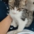 Kendisine hayran bırakacak minik pati fotoğraf