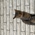 Kısır ve aşıları var :( yağmur da kucağımdan inmiyor fotoğraf