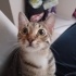 7 aylık kediye yuva fotoğraf