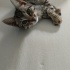 Rize'de bebek kedi fotoğraf