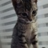 Rize'de bebek kedi fotoğraf