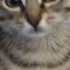 Rize'de bebek kedi fotoğraf
