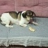 Sushi (Jack Russell kırması çocuğa yeni yuva) fotoğraf