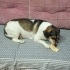 Sushi (Jack Russell kırması çocuğa yeni yuva) fotoğraf