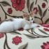 Şanssız Çorap'a Yuva fotoğraf