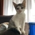 MUTSUZ VE UMUTSUZ  TERK EDİLMİŞ KİMSENİN SANS VERMEDİĞİ O KEDİ fotoğraf