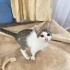 MUTSUZ VE UMUTSUZ  TERK EDİLMİŞ KİMSENİN SANS VERMEDİĞİ O KEDİ fotoğraf