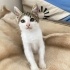 MUTSUZ VE UMUTSUZ  TERK EDİLMİŞ KİMSENİN SANS VERMEDİĞİ O KEDİ fotoğraf