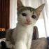 MUTSUZ VE UMUTSUZ  TERK EDİLMİŞ KİMSENİN SANS VERMEDİĞİ O KEDİ fotoğraf