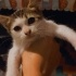 MUTSUZ VE UMUTSUZ  TERK EDİLMİŞ KİMSENİN SANS VERMEDİĞİ O KEDİ fotoğraf