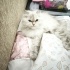 Asil ve uysal cok akilli bir kedi fotoğraf