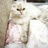 Asil ve uysal cok akilli bir kedi fotoğraf