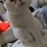 Çok akıllı sakin scotiş fold fotoğraf