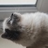 Sevgiyle Miyavlayan Bir Kalp: Yeni Yuvasını Arıyor 🐾 fotoğraf