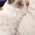 Sevgiyle Miyavlayan Bir Kalp: Yeni Yuvasını Arıyor 🐾 fotoğraf