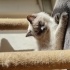 Sevgiyle Miyavlayan Bir Kalp: Yeni Yuvasını Arıyor 🐾 fotoğraf